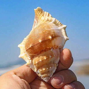 Lk VR L IuWF CeA  ANAE  rO  Xܗp Cm i` ][g RNV fBXvC