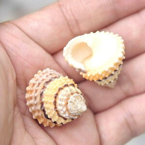 Lk VR Rf hJ̏h  CAEg ANAE IuWF RNV ^[^L Ϗܗp fBXvC CeA(x3)