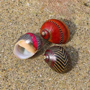 Lk VR L g W{ RNV  ANAE CAEg fBXvC V[P[X  u CeA IuWF Ϗܗp i` AWAeCXg(x3)