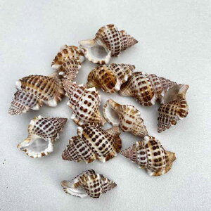 ANAEpi VRLk hJp ZݑւVF CAEg I[ig DIY nhCh eE IuWF Rf j[Nȏ