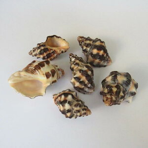 Lk VR L CcmKC hJpB  ANAE CAEg eE CeA IuWF  fBXvC Rf