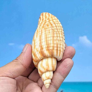 Lk q VR   L zL Q W{ ANAE  CAEg I[ig ȊwwK  m Be fBXvC CeA IuWF