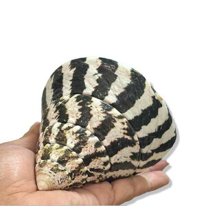 Lk VR }VF bh ^[^  L  W{ A RNV ANAE  CAEg  IuWF CeAG u fBXvC