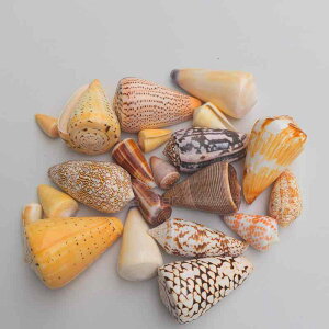 u VR Lk CKC ~bNX 3cm-11cm  ANAE CAEg nCX^C CeA fBXvC  IuWF i`J[(x2)