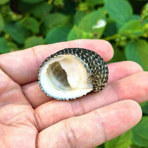 Lk VR   剗 L  ANAE CAEg I[ig hJ Zݑւp Yr n[oE f Ntg W{ RNV CeA(x3)