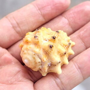 Lk L VR  sN F F VFW{ ANAE  Be fBXvC CeA IuWF }G(x2)