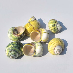 水槽用飾り ヤドカリ 替えシェル グリーンキャッツアイ サザエ 天然 巻貝 アクアリウム 置物 オブジェ インテリア 自然素材 隠れ家 レイアウト
