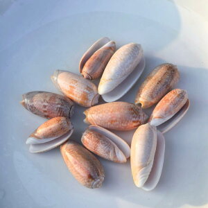 Lk VR ^ L gЗ TS nhCh DIY ANZT[ u RNV  CAEg 