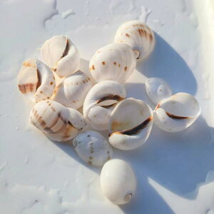 巻貝 天然 黒口 ヤドカリ 交換用 水槽 アクアリウム レイアウト 装飾 飾り 隠れ家 稚魚育成 標本 コレクション ディスプレイ用 自然素材 2-4cm