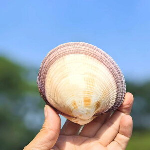 Lk VR ^ L qgf  ANAE CAEg W{ RNV CeA IuWF VF WG[{bNX ANZT[P[X