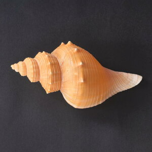 CeA u VRLk 傫ȊL ͑ H|i IuWF  Rf nhCh όn yY RNV Wi v[g 蕨 a LO