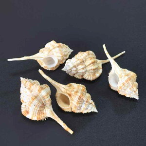 Lk ˃Cg}L{ VR  zL L VF  ANAE IuWF  nC CeA RNV u fBXvC (x2)