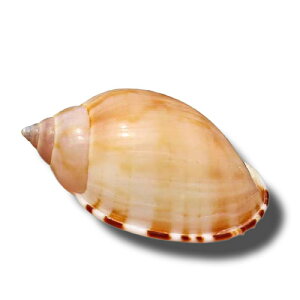 ANAE p VR  L hJ VF Zݑւ RNV W{ CAEg i CeAG(x5)