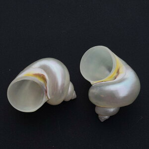 L VRLk u 񋏊I hւp  ANAE CAEg i CeA u Ñ͗l(x2)