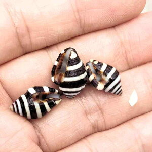 Lk VR ~jL 1-2cm ubN [u _͗l VF  ANAE CAEg nhCh DIY bZ[W{g CeA 