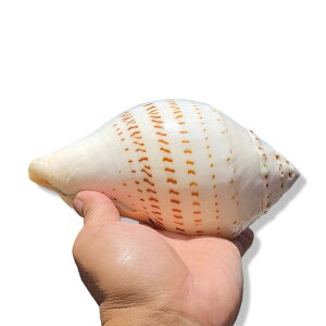 u VR Ch zKC L Lk  ANAE CAEg  CeA RNV IuWF v[g H|i 蕨 VX^C