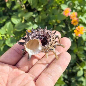 Lk CJgQJ{ VR  W{  ANAE CAEg CeA IuWF fBXvC  nC }eCXg  j[N   rO  RN