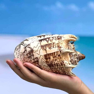 CeA IuWF VR ^ 鉤L L Lk W{ nC } ][g fBXvC  rO  i  RNV