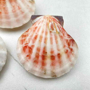 CeA u VR L Lk  L X W{ IuWF ANAE   RNV z[fR[V(x3)