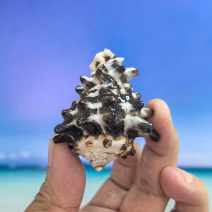 Lk VR Rf L ANAE  CAEg  CeA IuWF u hJ  RNV Ϗܗp fBXvC