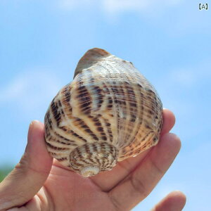 Lk VR bh L  񋏊I z B nEWO  ANAE  fR[V CAEg IuWF Ϗܗp Rf CeA