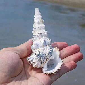 Lk VRL VF ^[^ j[N ANAE  eE WI} fBXvC i CeA IuWF ӏ Rf RNV(x3)