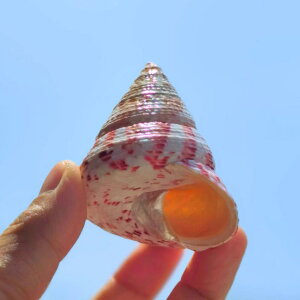 Lk VR Ԕ͗l u Cm`[t ~jTCY CeA  rO Xg  ANAE fBXvC IuWF Rf }G RNV