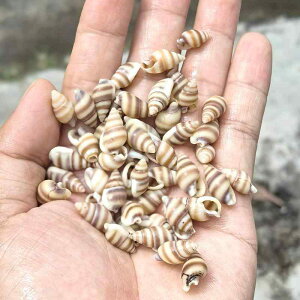 Ntgf LbY q VRLk ^L ͗l芪L TS  DIY ޗp[c C̑ }G eE ANAE r[`R[~O rlߏ