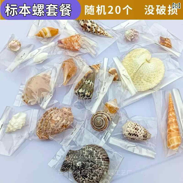 楽天市場】貝殻 天然 貯水ウミギクガイ 標本 希少価値 貴重 インテリア 