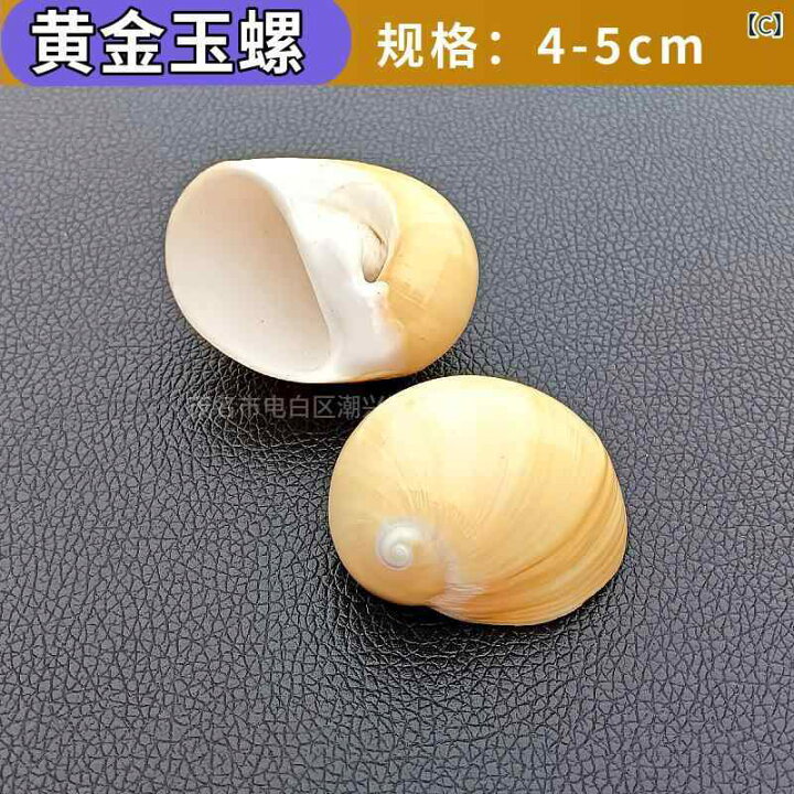 楽天市場】貝殻 天然 貯水ウミギクガイ 標本 希少価値 貴重 インテリア 