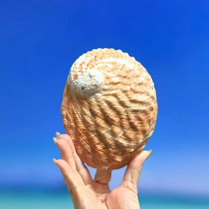 CeA u VRL X I[XgAY ԃArLk Z[Wu  򉻗p q[O _AWA i` IuWF