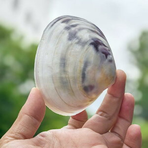 Lk VR L VF ^ F p[v CeA IuWF fBXvC  ANAE CAEg hJ  炩Ȏ }bgȎ v[g 蕨