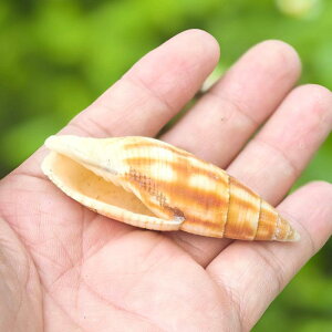 Lk VR  cȃyVF  ANAE CAEg  nC CeA IuWF RNV W{ (x2)