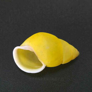 Lk EF[o[}C}C VR L RNV W{  ANAE CAEg  I[ig CeA IuWF ӏܗp 4-5cm