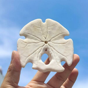   VR L L[z[ Ejk TS nCX^C CmW{ IuWF ANAE CAEg  Rf fBXvC CeA