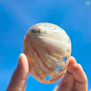 VRLk VF gԃArL p CAEg ANAEi CeA IuWF z[fR[V Be fBXvC  u