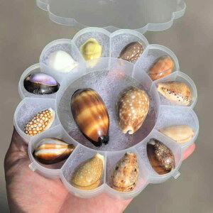 W{Lbg q VRLk L qgf C̐ Rώ@ mwK Ȋw狳 ċx R   RNV{bNX fBXvC