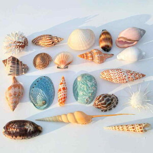 Lk IuWF VR  L CeA u ANAE  CAEg W{ ANZT[ [  Be Ϗܗp RNV