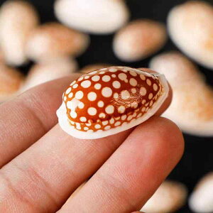 u niVJzKC VR W{ RNV L Lk VF  ANAE CAEg nC CeA  IuWF Ϗܗp fBXvC rO   (x2)