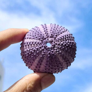 CeA VR j[N ԂEj̊k nC L Lk GA[vc |bg ϗtA eE Cg fXN