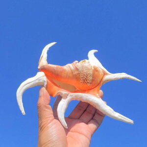 Lk zKC IuWF  Zp VRf nC CeA fBXvC  ANAE RNV }G  u 蕨