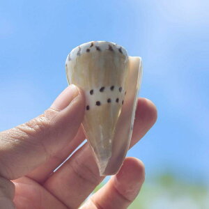 Lk VR C^`CKC W{ RNVACe  ANAE CeA  EFfBO fBXvC  u v[g Mtg