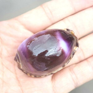 Lk [Yp[v ^JKC VR  W{ L  ANAE CAEg i CeA IuWF fBXvC RNV ǖʏ V[P[Xp u(x2)