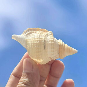 Lk }Lm{ VR  W{ RNV nC CeA fBXvC  ANAE CAEg (x3)