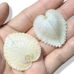 ANAE  Lk VR L tbg 񖇊L  CAEg IuWF i` CeA fR[V 3-5cm _[NJ[(x3)