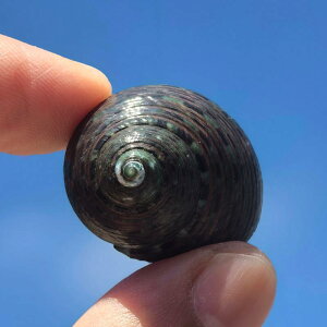 Lk VR 󏭂ȊL ANAE  CAEg I[ig 񋏊Ip VF B ӏܗp Rf RNV W{ fBXvC(x3)