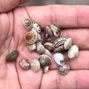 Lk q VR C{[J[ L VF H  Ntg A[gf ct ۈ牀 n[oE Yr W fR[Vp[c ANAEp(x2)