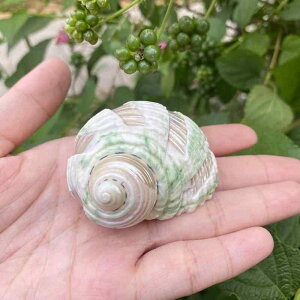 水槽装飾 天然巻き貝 貝殻 青と白の風車模様 ヤドカリ 宿替えシェル アクアリウム レイアウト用 オブジェ おしゃれ モダン シンプル インテリア リビング装飾(x5)