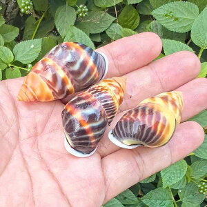 VRLk tCXlC W{ L zL hJpVF  ANAE CAEg  CeA 