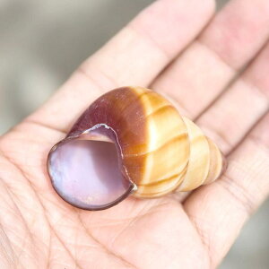 Lk VR Rf L hJ hւp  ANAE CAEg  fBXvC IuWF RNV W{ E CeA u